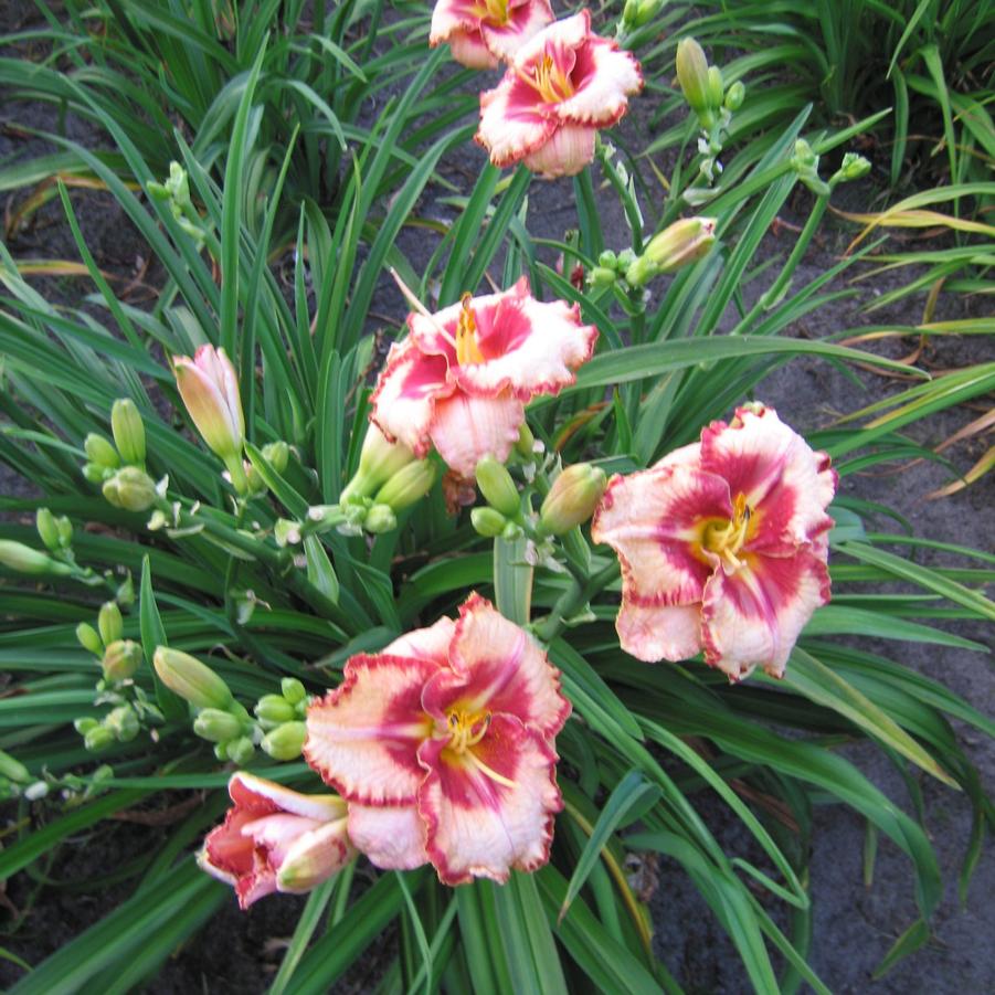 Hemerocallis Lies and Lipstick