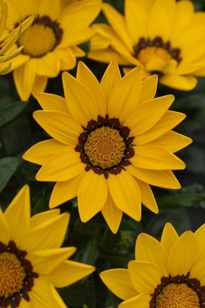 Gazania New Day® Yellow