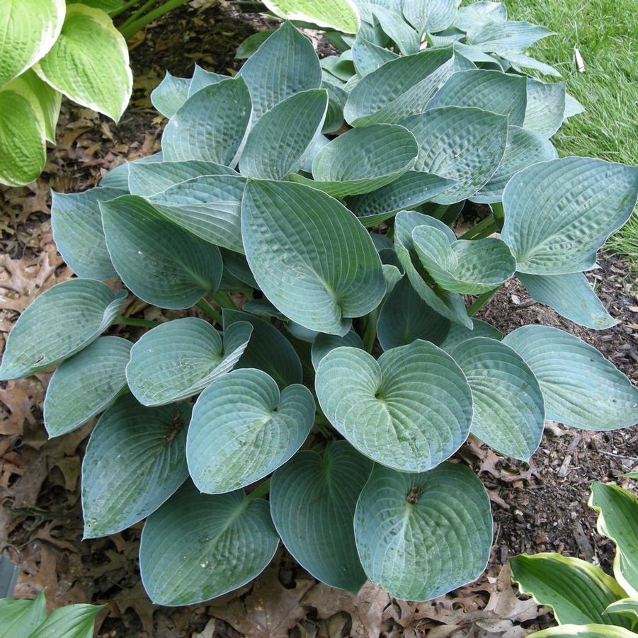 Hosta 'Blue Vision' Plantain Lily from Wallish Greenhouses