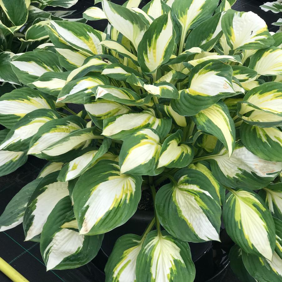 Hosta Color Festival