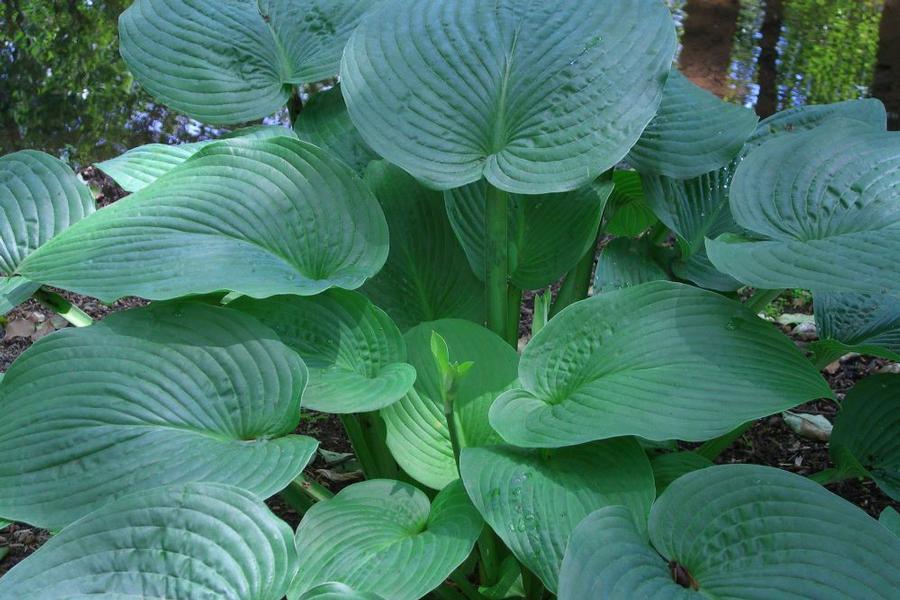 Hosta Jurassic Park