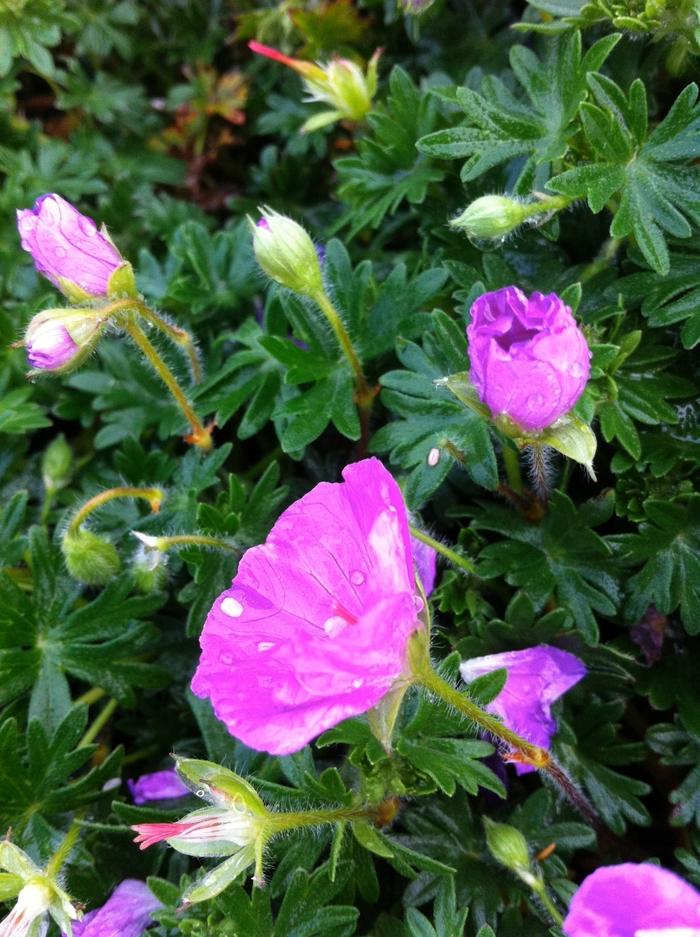 Geranium (per) sanguineum Max Frei