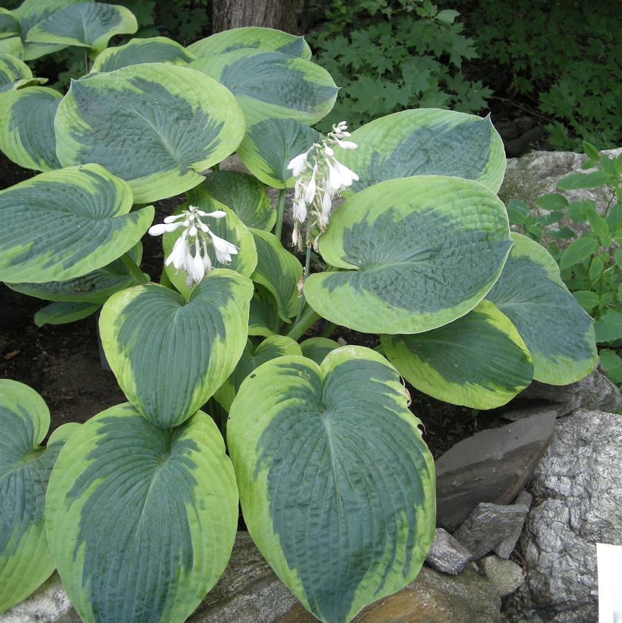 Hosta Olive Bailey Langdon