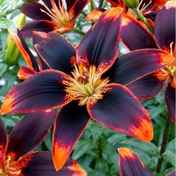 Lilium asiaticum Forever Susan