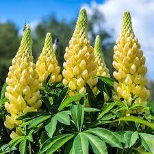 Lupinus polyphyllus Gallery Mini ™ Yellow