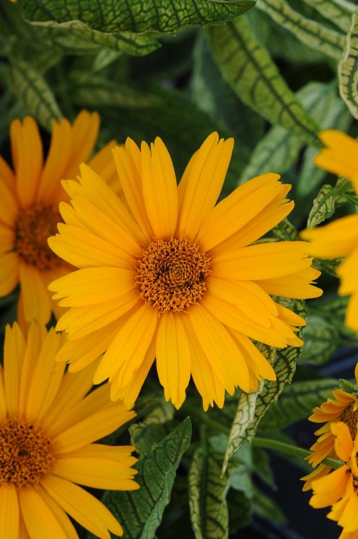 Heliopsis helianthoides Sunstruck