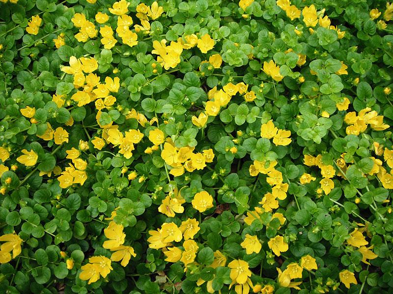 Lysimachia nummularia Green