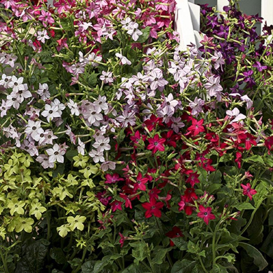 Nicotiana Perfume Mix