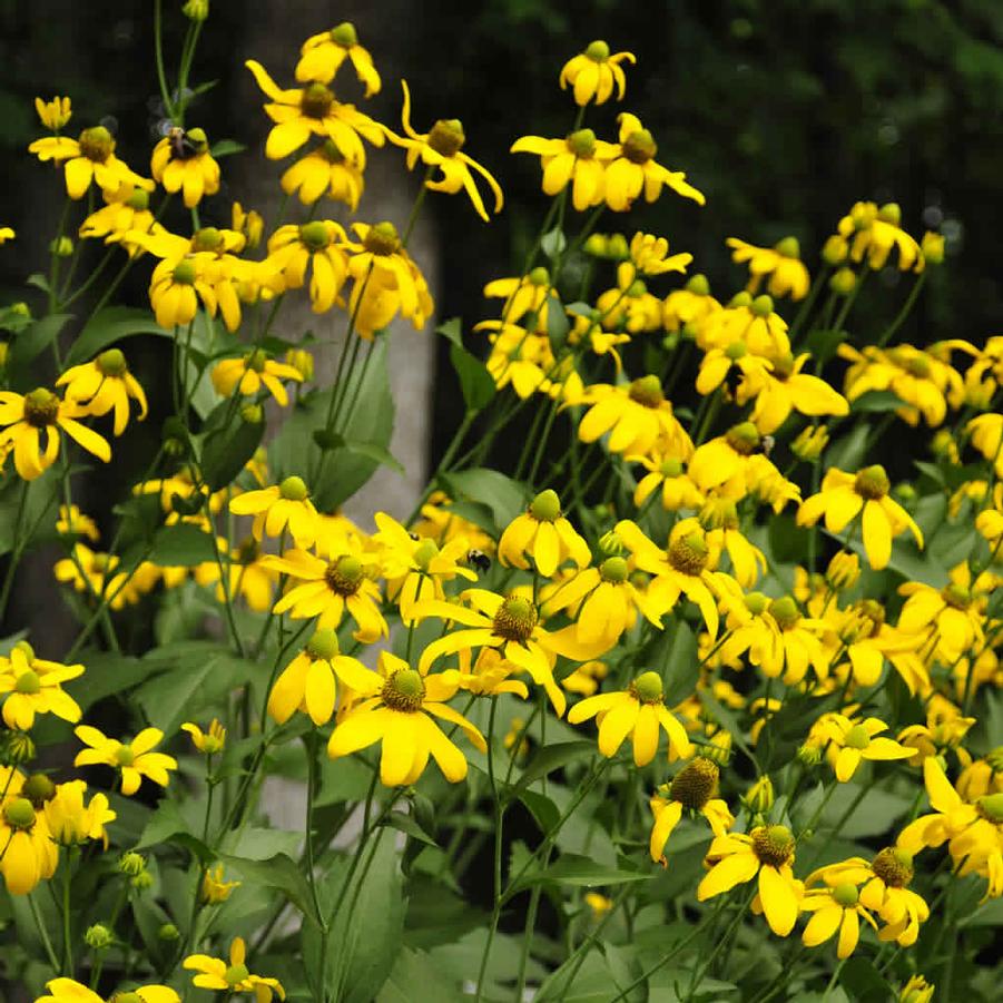 Rudbeckia (per) laciniata Herbstsonne