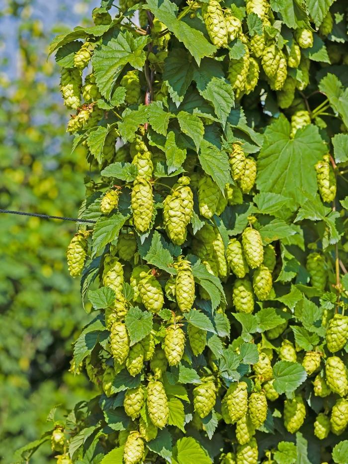 Humulus Lupulus Cascade Hops From Wallish Greenhouses