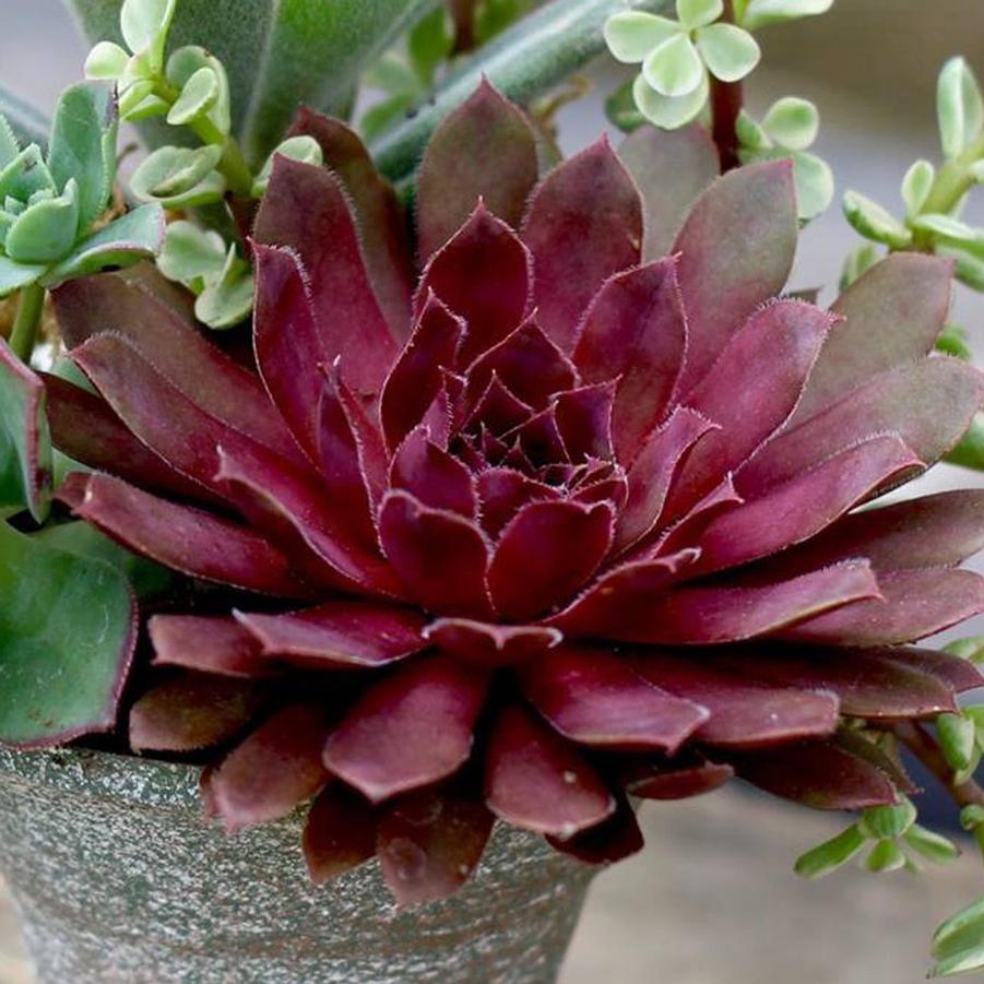Sempervivum 'Royal Ruby' Hen and Chicks from Wallish Greenhouses
