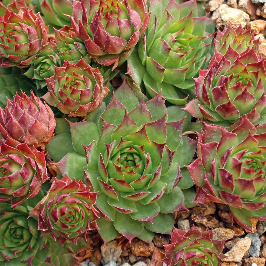 Sempervivum 'Sunset' Hen and Chicks from Wallish Greenhouses