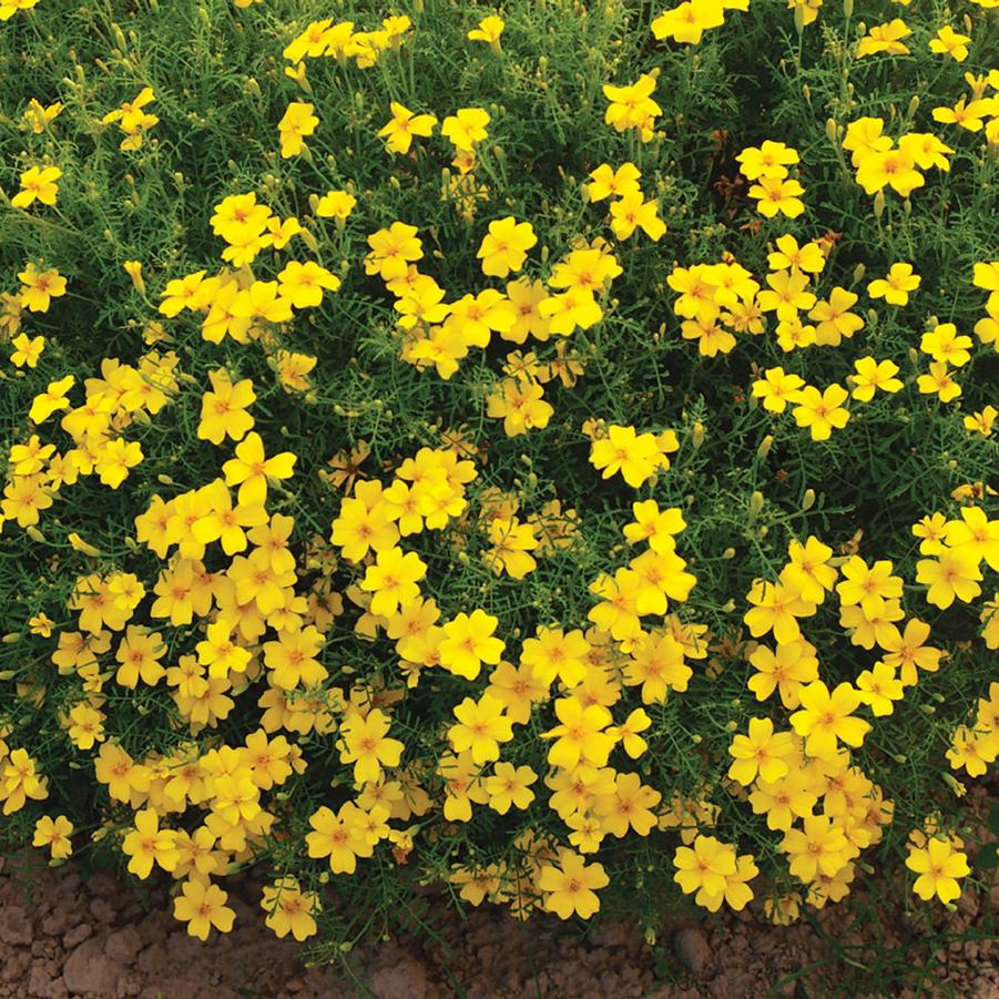 Marigold Gem Lemon