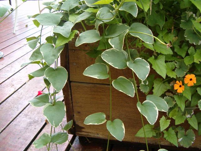 Vinca Variegata