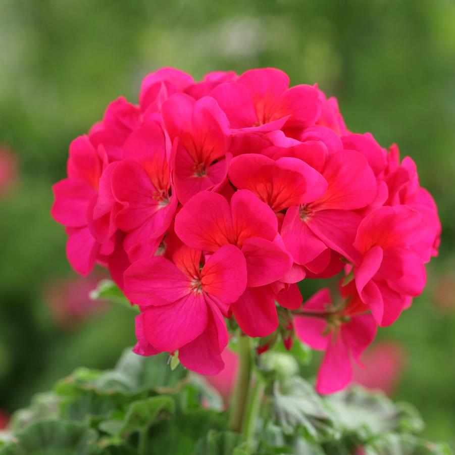 Geranium - Seed 'Violet' from Wallish Greenhouses