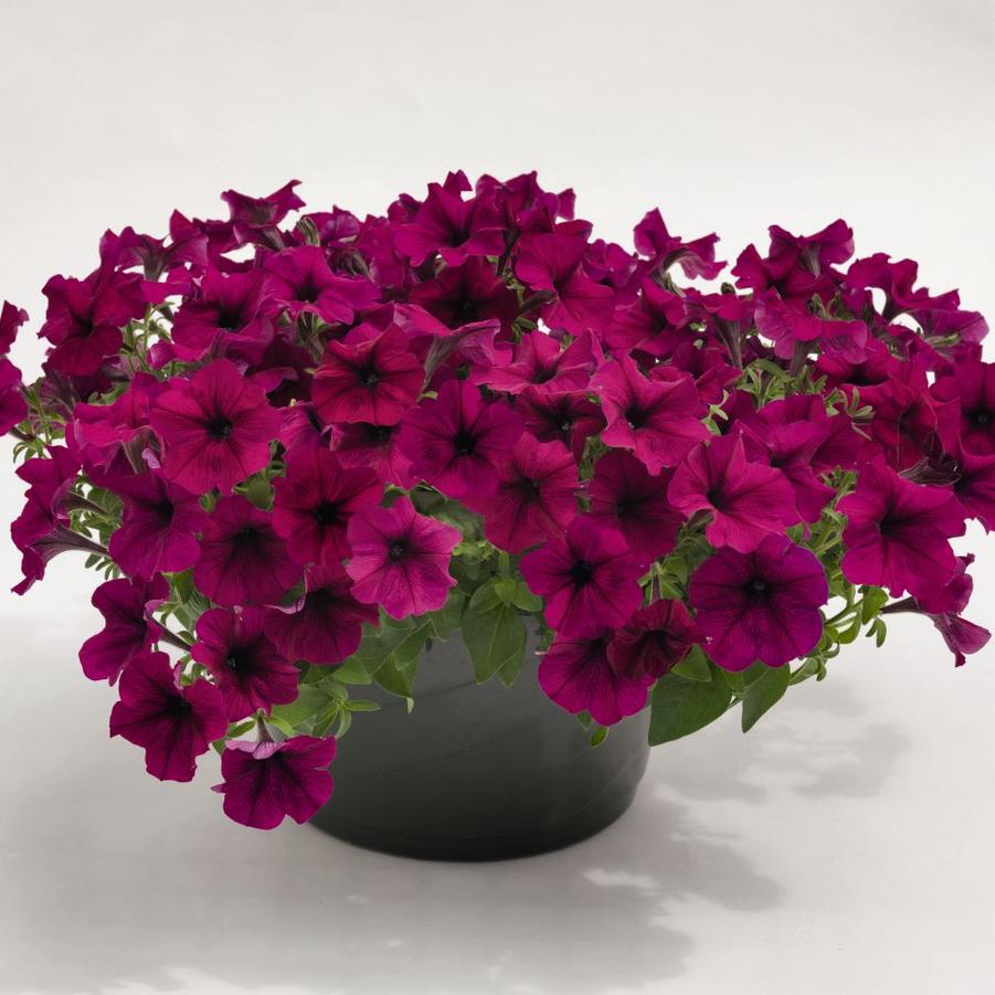 Petunia 'Burgundy' Trailing Petunia From Wallish Greenhouses