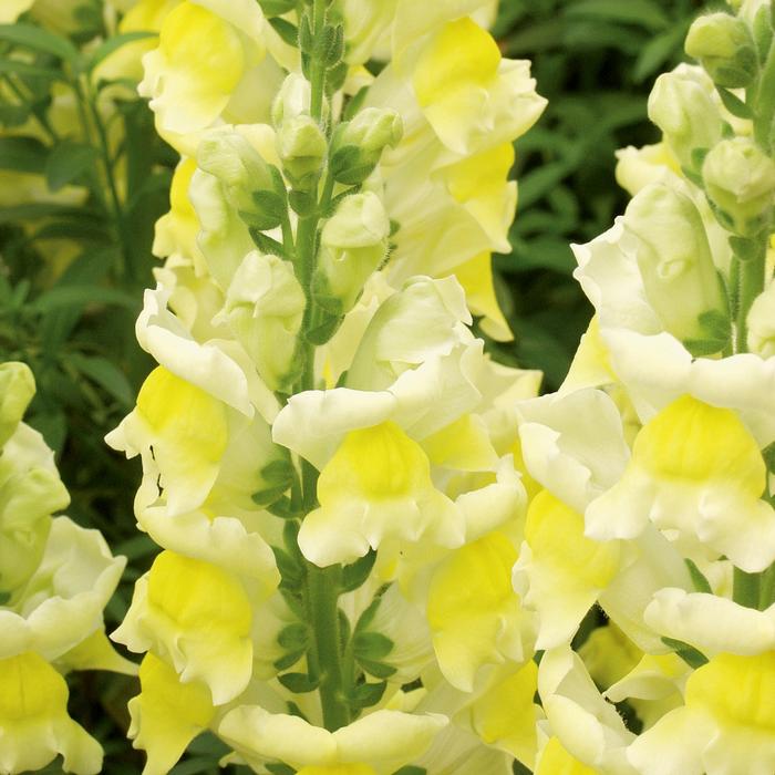 Snapdragon Liberty Classic™ Yellow