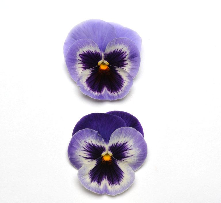 Pansy Spring Matrix® Blue Wing