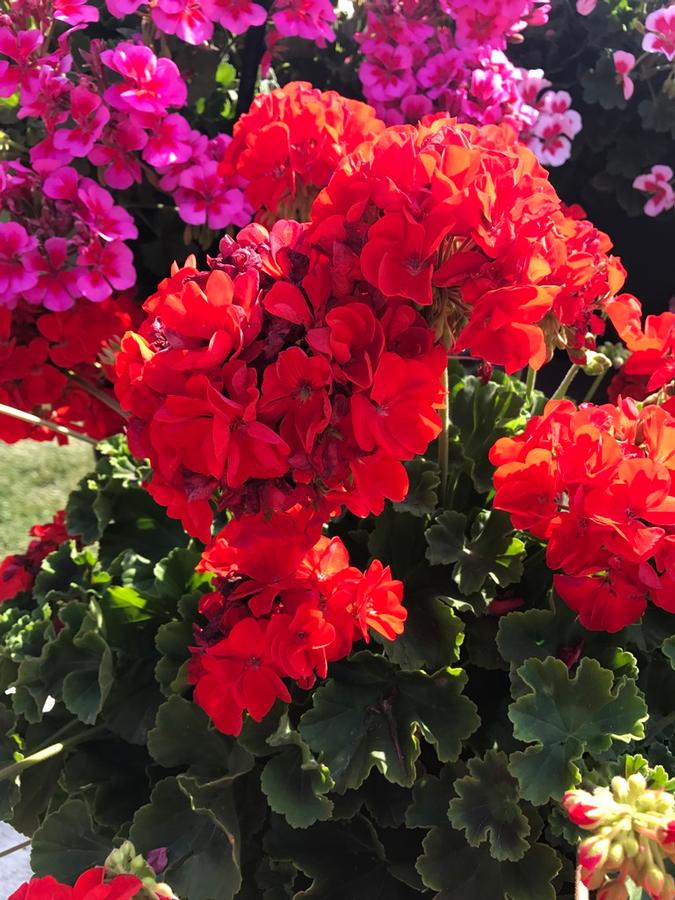 Geranium (Zonal) Sunrise™ Bright Scarlet