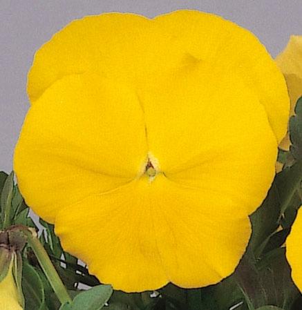 Pansy Spring Matrix® Yellow