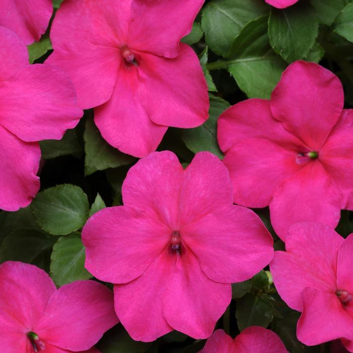 Impatiens Beacon™ Rose