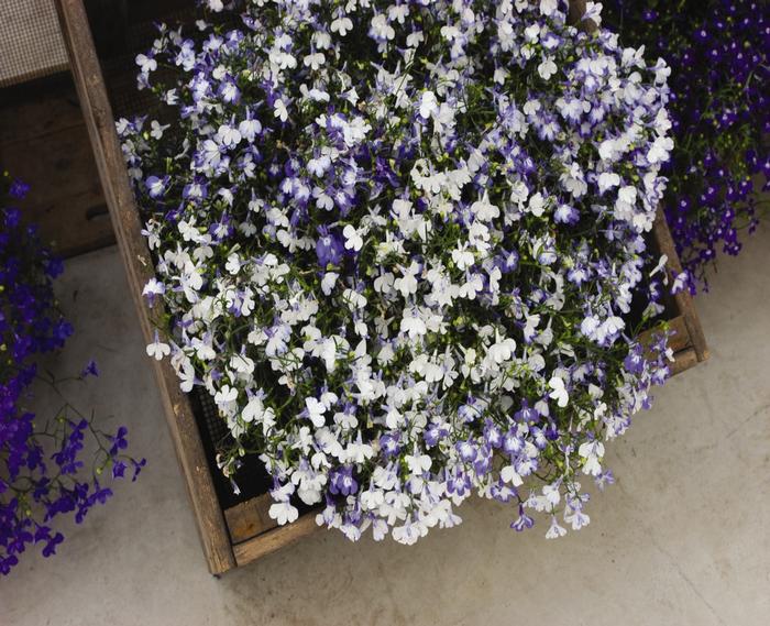 Lobelia Regatta Sky Blue