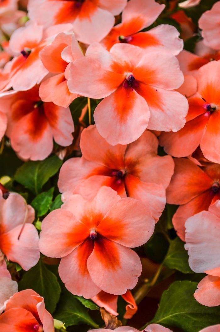Impatiens Dazzler® Salmon Splash