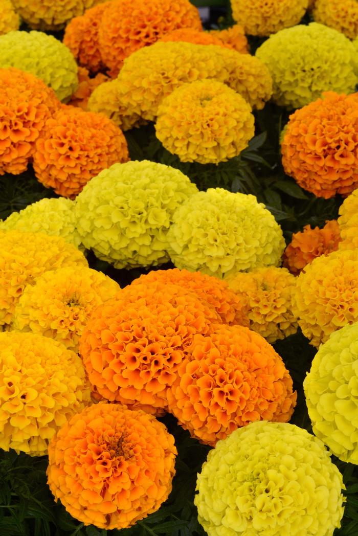 Marigold Taishan Mix