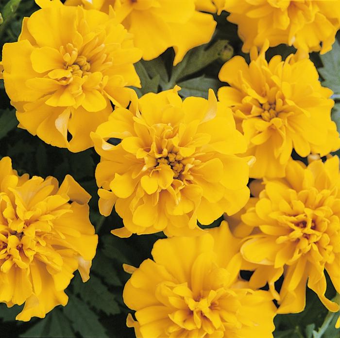 Marigold Bonanza Gold