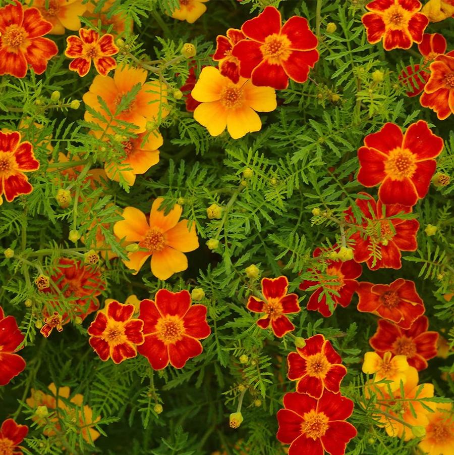 Marigold Disco Mix