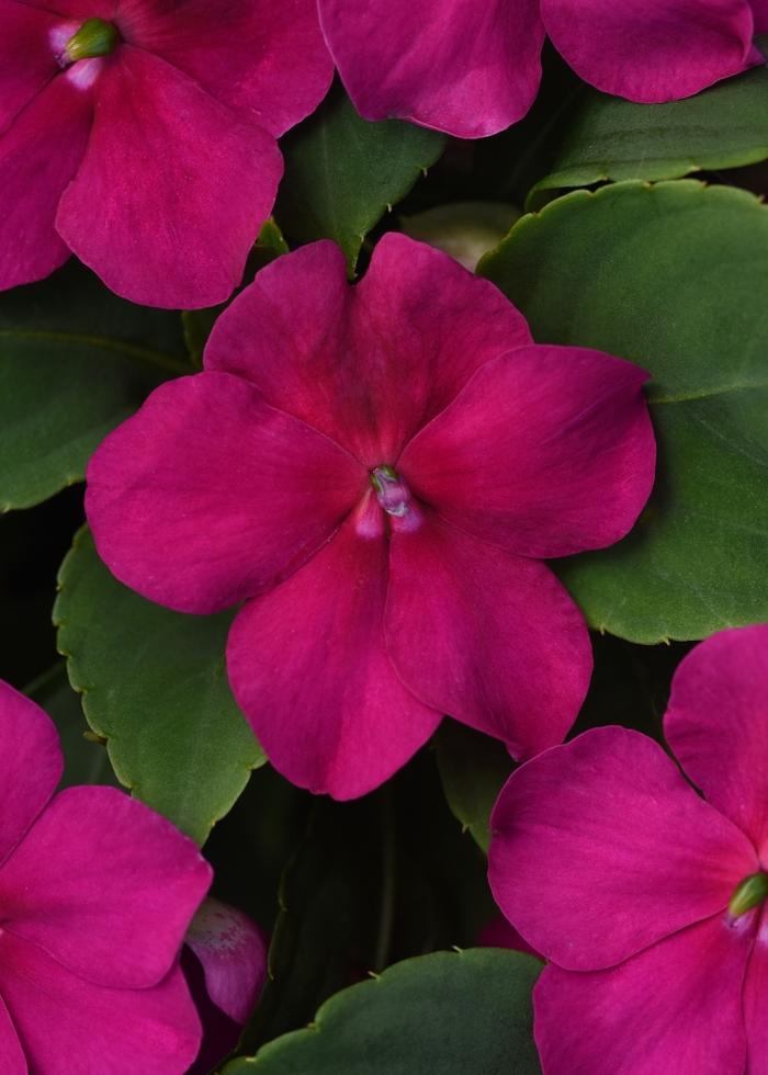 Impatiens Beacon™ Violet Shades