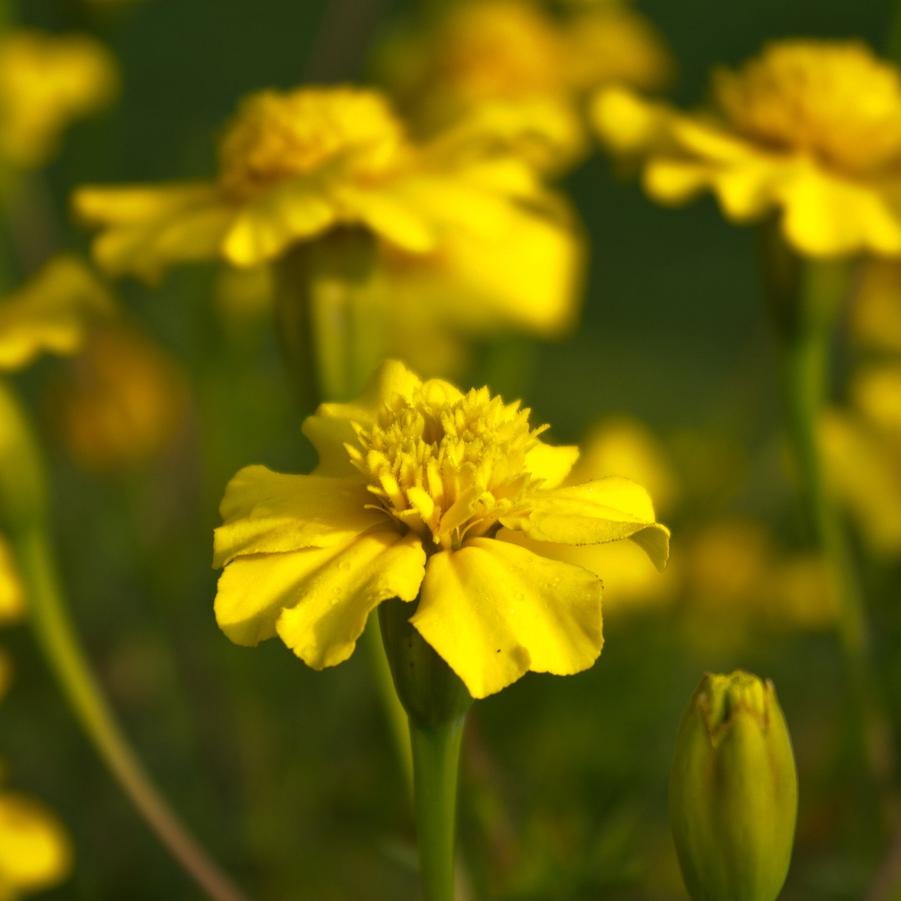 Marigold Disco Yellow