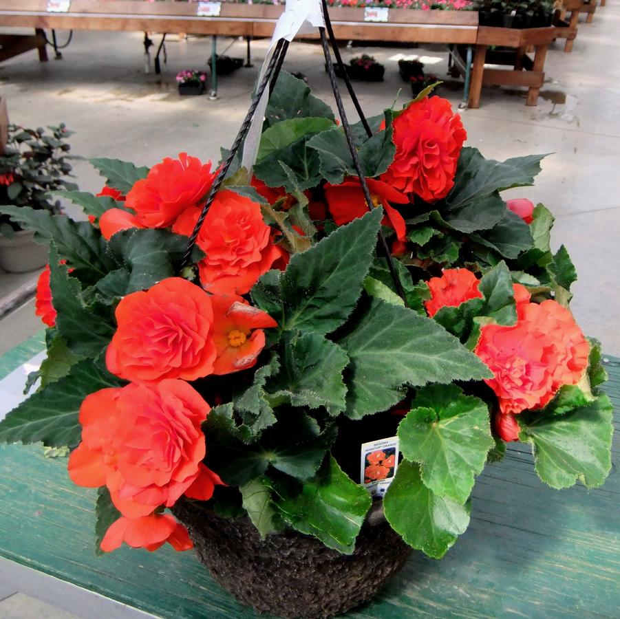 Hanging Basket with Trailers Nonstop Begonia 'Orange' from Wallish