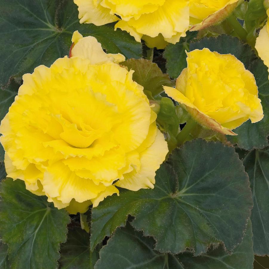 Hanging Basket with Trailers Nonstop Begonia 'Yellow with Red Back