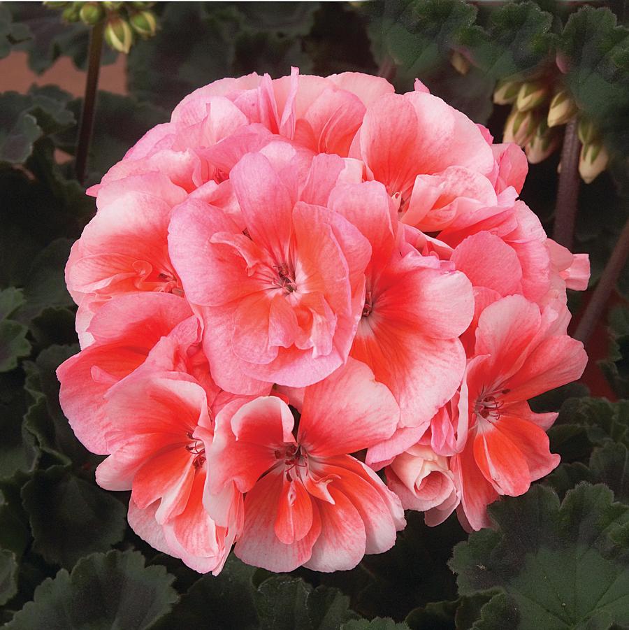 Hanging Basket with Trailers Zonal Geranium 'Presto Light Salmon