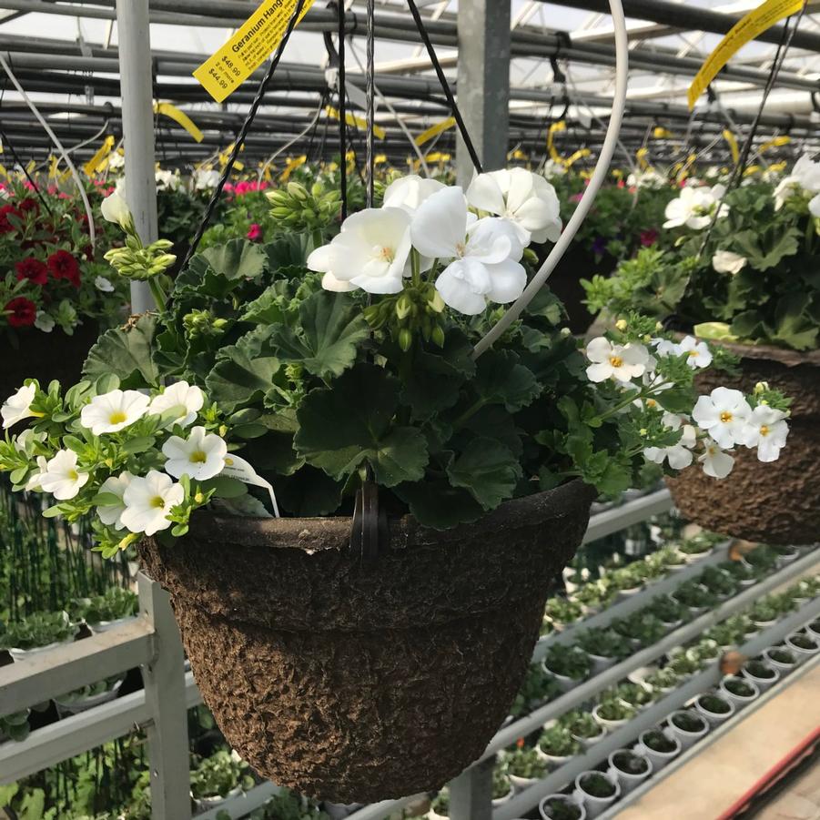 Hanging Basket with Trailers Zonal Geranium 'Presto White' from