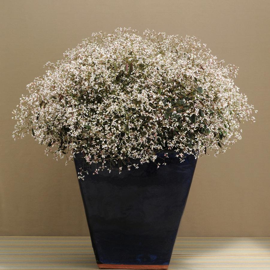 Hanging Basket with Trailers Geranium Calliope 'Large Pink and