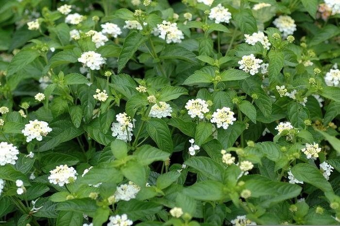 Lantana Landmark™ White