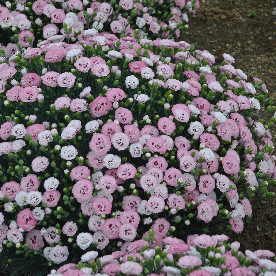 Dianthus Pretty Poppers® Appleblossom Burst