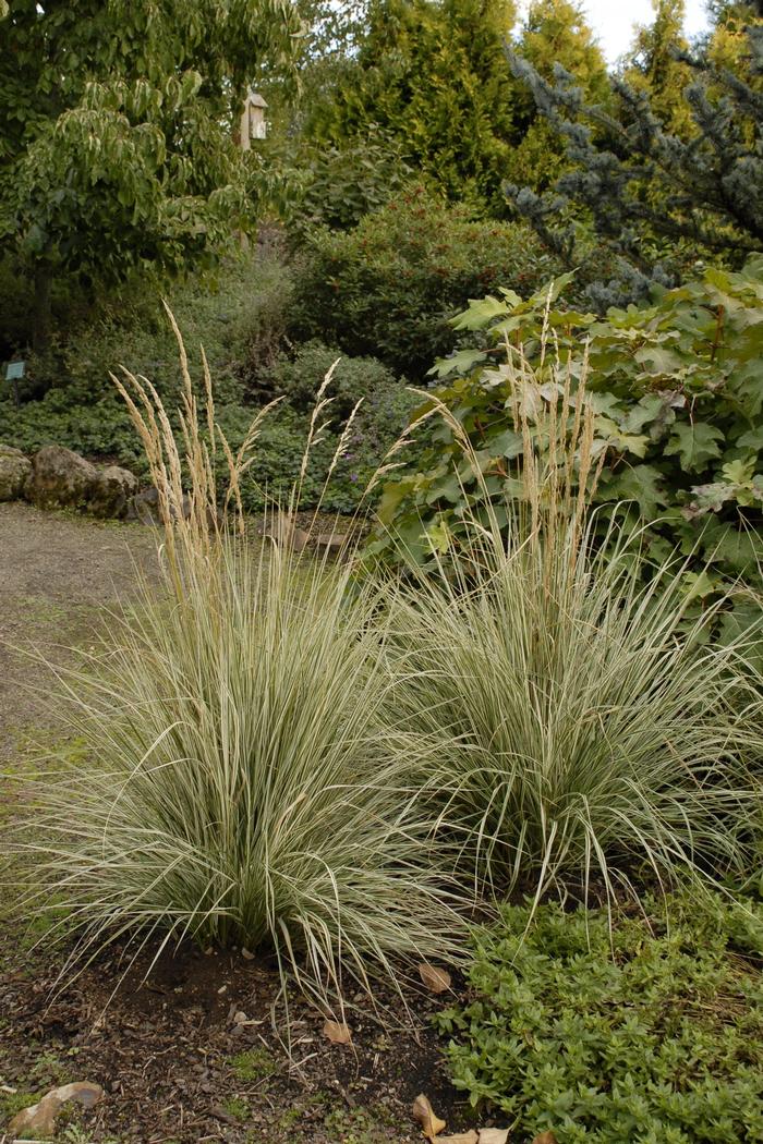 GR Calamagrostis acutiflora Overdam