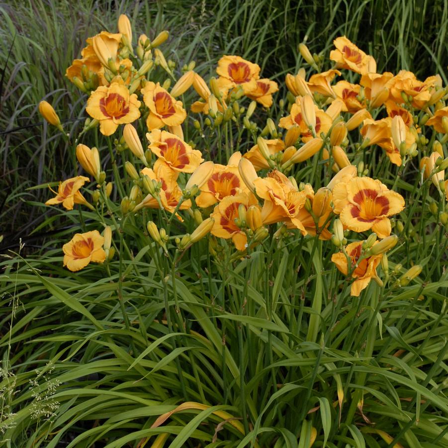 Hemerocallis Fooled Me