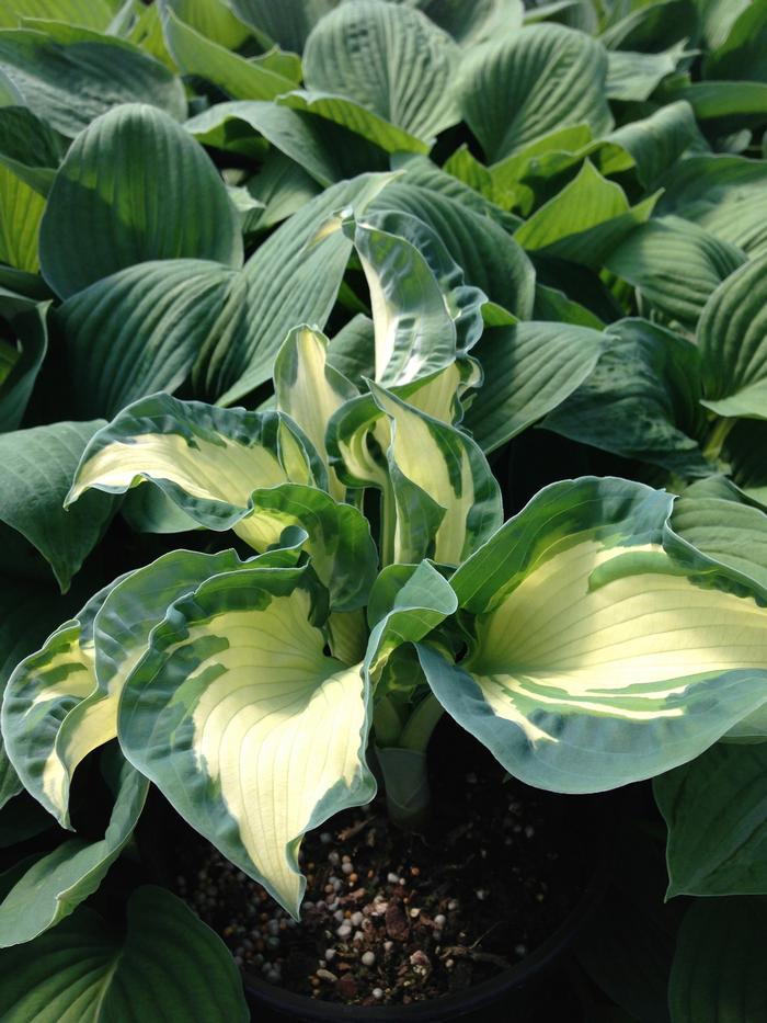 Hosta Golden Meadows