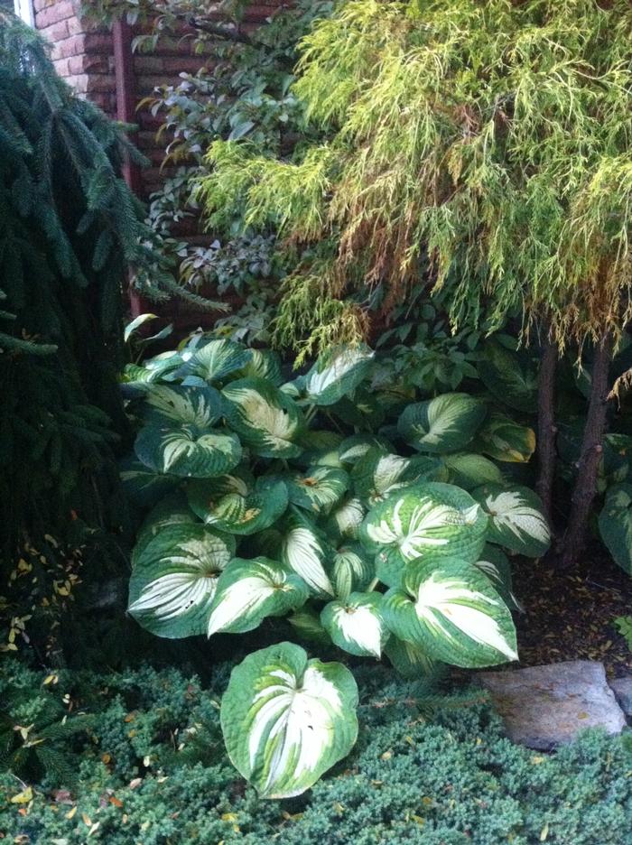 Hosta Great Expectations