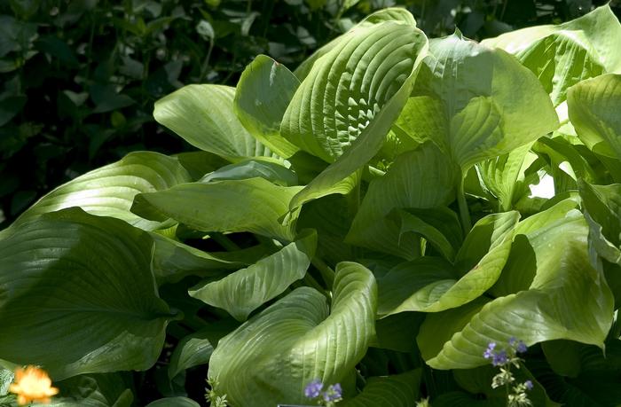 Hosta Sum and Substance