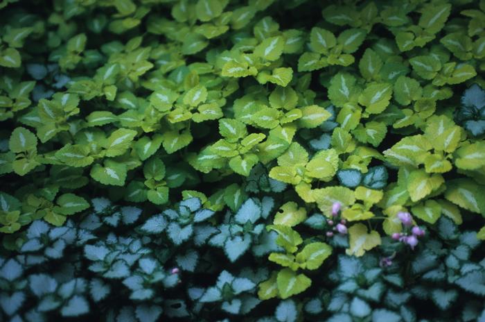 Lamium (per) maculatum Pink Pewter