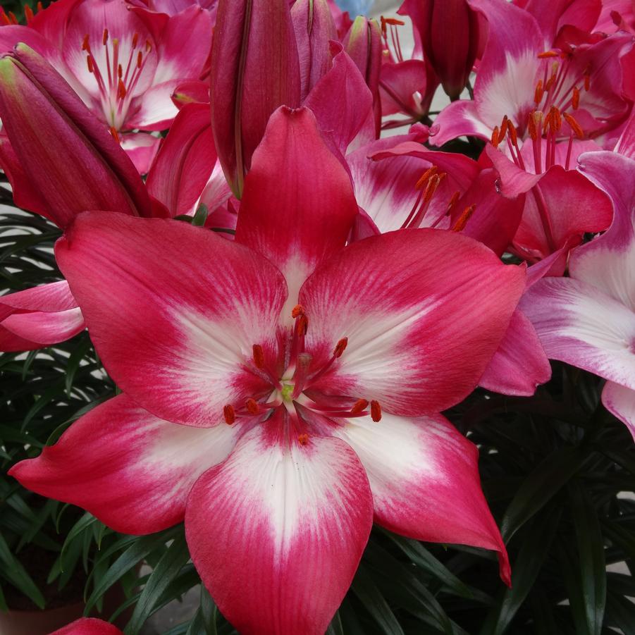 Lilium asiaticum Lily Looks Tiny Diamond