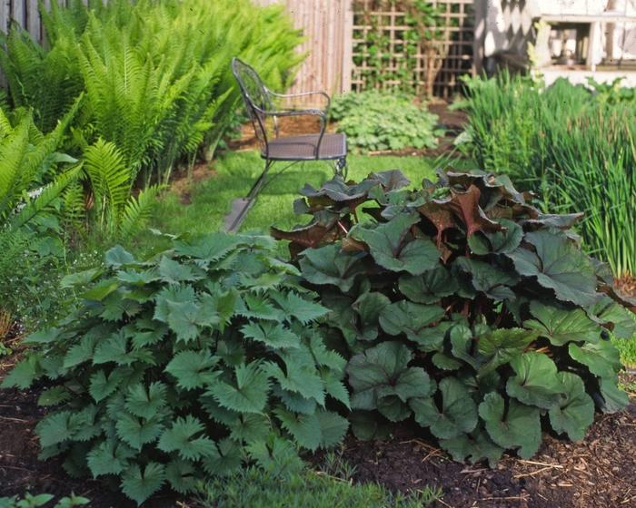 Ligularia stenocephala The Rocket