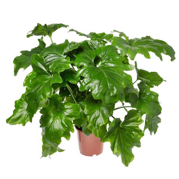 Philodendron selloum 