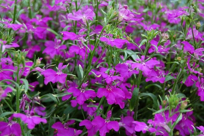 Lobelia Techno® Violet