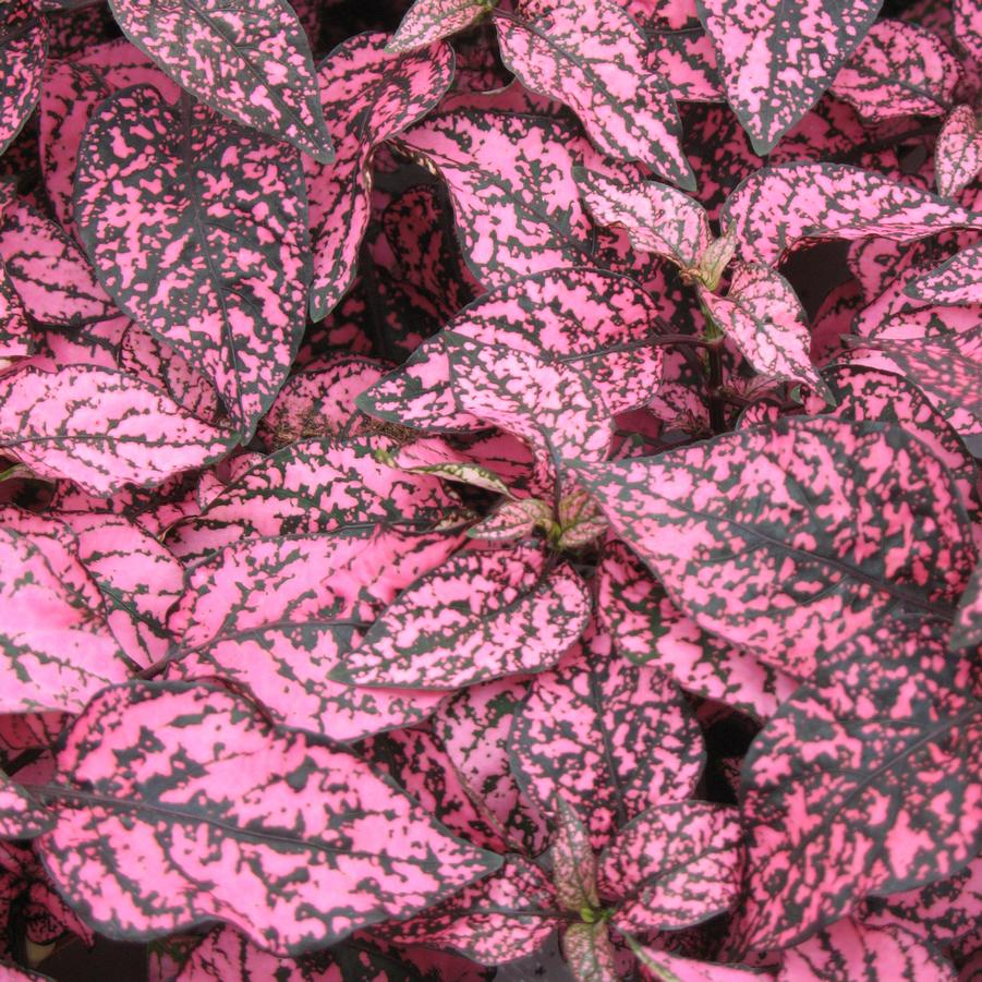 Hypoestes 'Confetti Compact Rose' Polka Dot Plant from Wallish Greenhouses